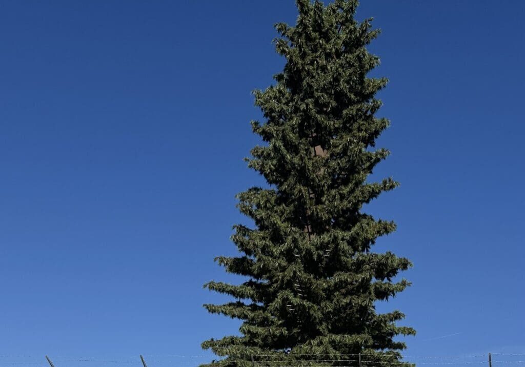 A tall pine tree is standing in front of the sky.